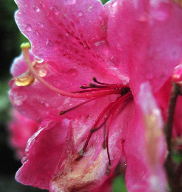 Canon S90 Macro Pink Flower rain drop