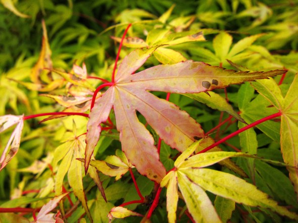 leaves canon s90 macro beauty colour